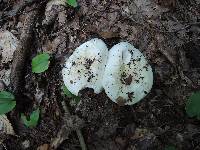 Hygrophorus sordidus image