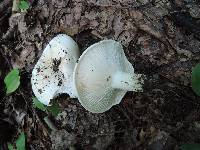 Hygrophorus sordidus image