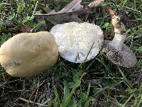 Stropharia coronilla image