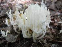 Clavulina coralloides image