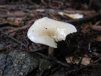 Clitocybe fragrans image