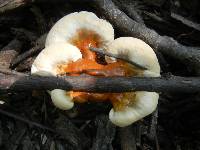 Ganoderma sessile image