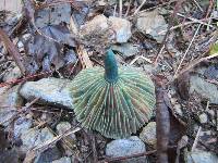 Lactarius hatsudake image