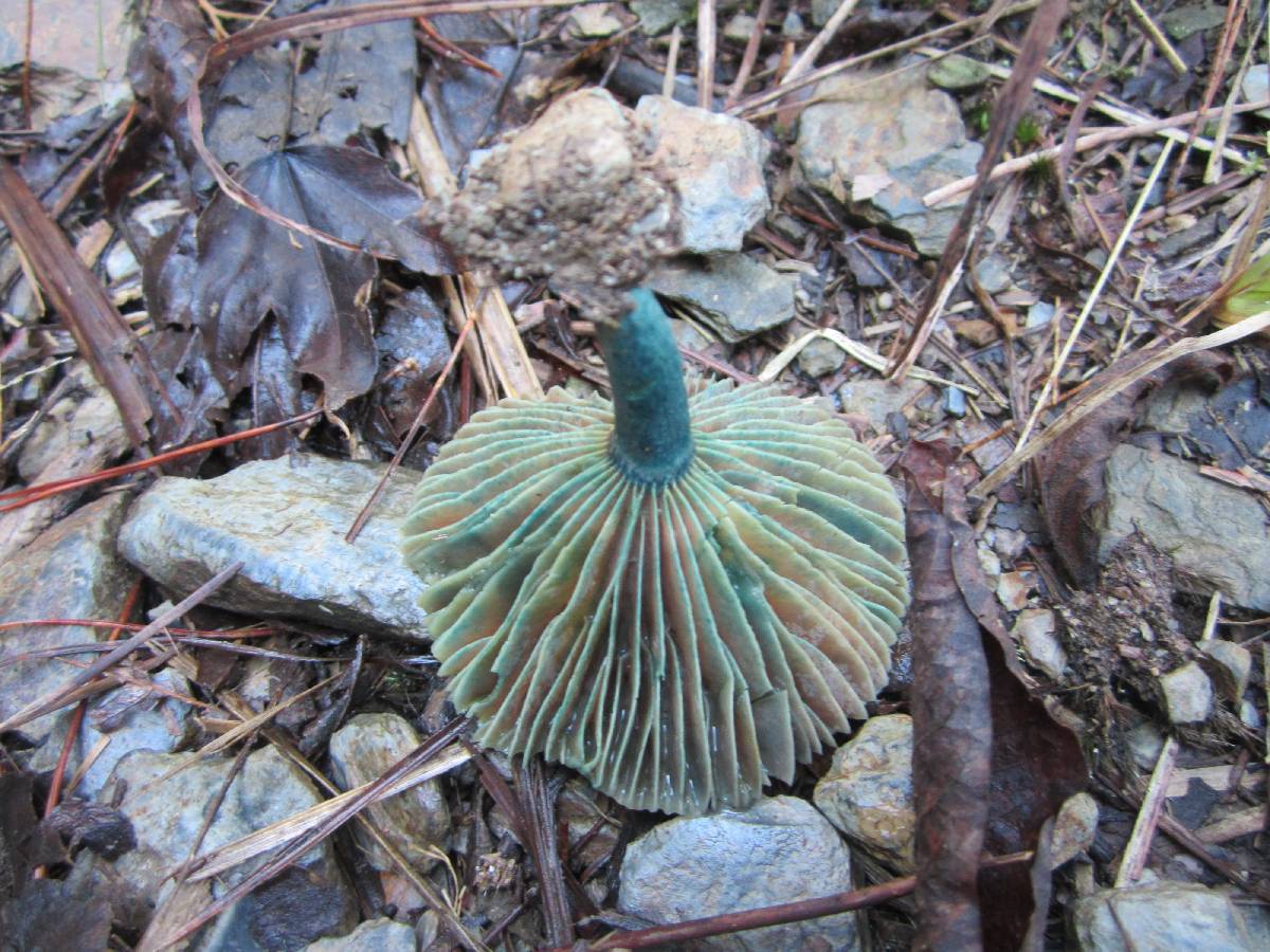 Lactarius hatsudake image