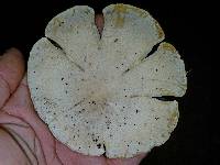 Lentinus levis image