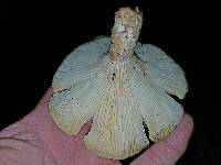 Lentinus levis image