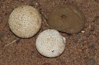 Lycoperdon marginatum image