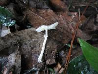 Lepiota atrodisca image