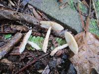 Lepiota clypeolaria image