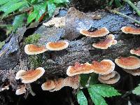 Microporus affinis image