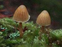 Galerina subfiliformis image