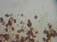 Galerina subfiliformis var. subfiliformis image