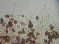 Galerina subfiliformis image