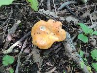 Russula ochroleucoides image