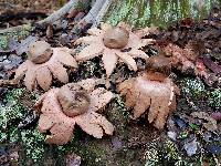 Geastrum rufescens image