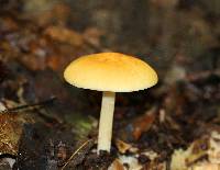 Marasmius strictipes image