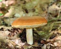 Xanthoconium affine image