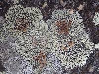 Lecanora muralis image