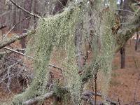 Usnea trichodea image