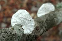 Poronidulus conchifer image