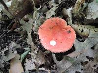 Russula laeta image