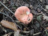 Russula laeta image