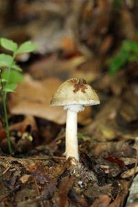 Amanita brunnescens image