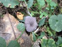 Image of Entoloma lepidissimum