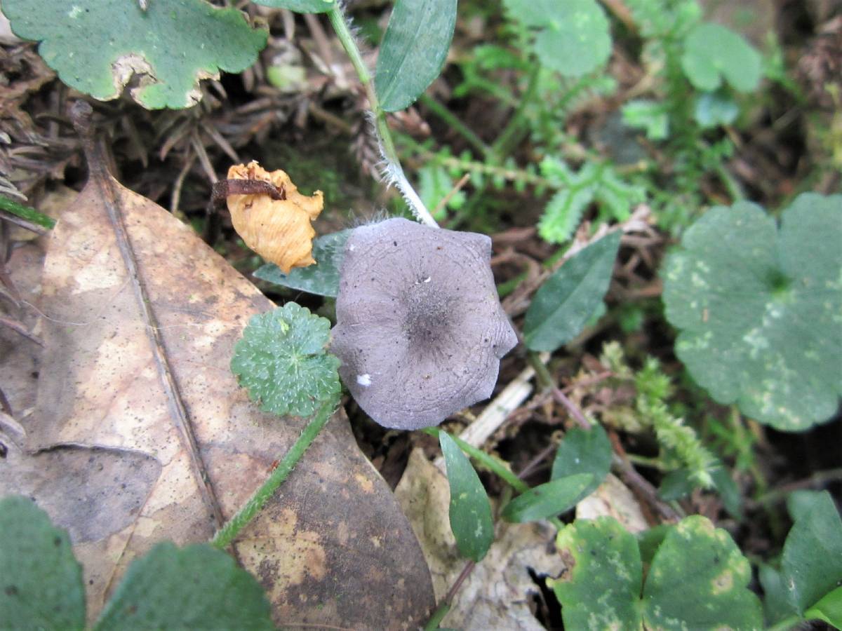 Entoloma lepidissimum image