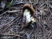 Suillus caerulescens image