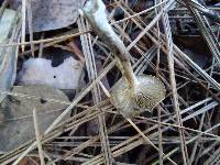 Clitocybe subditopoda image