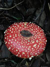 Amanita muscaria f. flavivolvata image