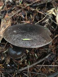 Lactarius pseudomucidus image