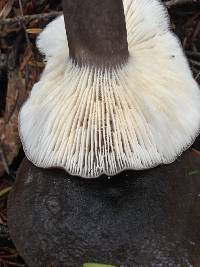 Lactarius pseudomucidus image