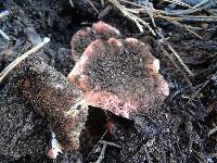 Russula rhodocephala image