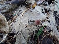 Mycena purpureofusca image