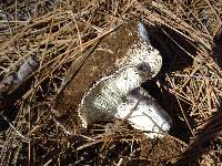 Russula cascadensis image