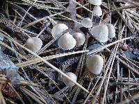 Mycena capillaripes image