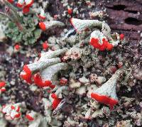 Cladonia incrassata image