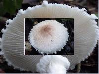 Lepiota clypeolaria image