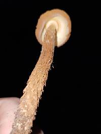 Battarrea phalloides image