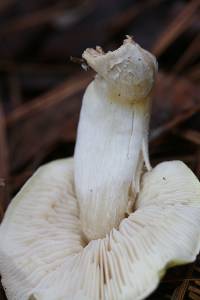 Tricholoma sulphurescens image