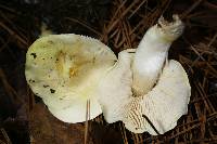 Tricholoma sulphurescens image