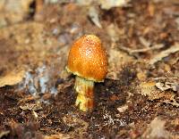 Cortinarius corrugatus image