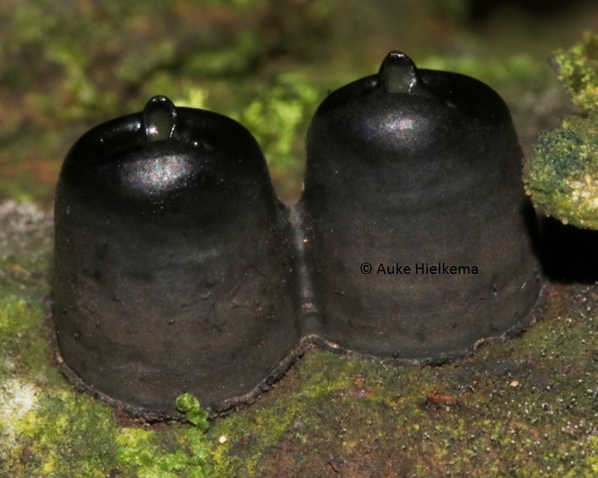 Camillea mucronata image