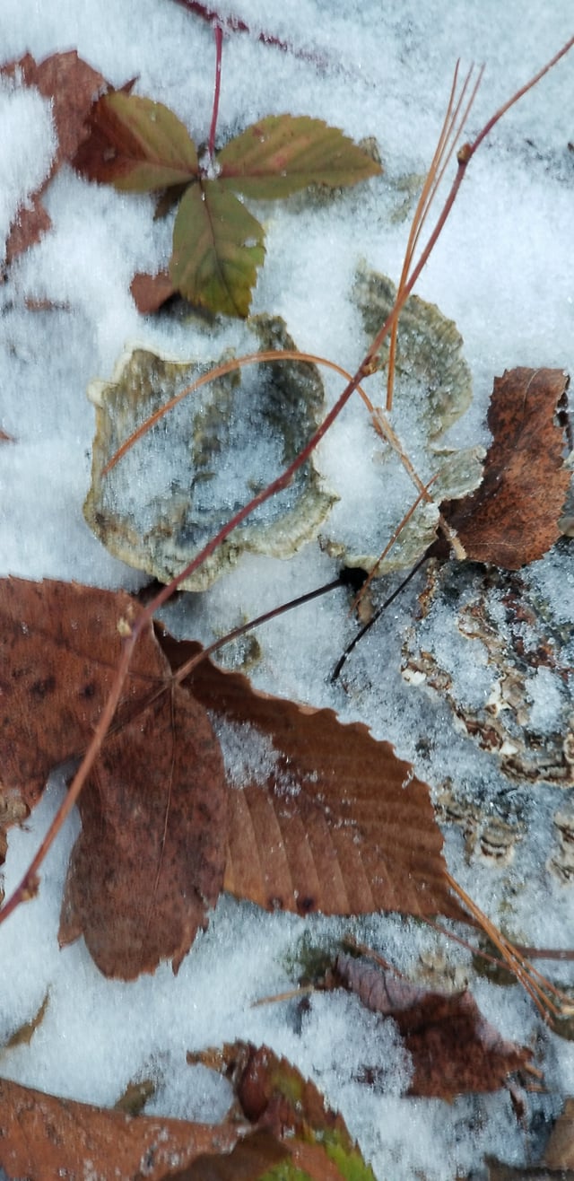 Pachycudonia spathulata image
