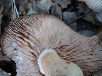 Entoloma cinereolamellatum image