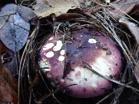 Russula graveolens image