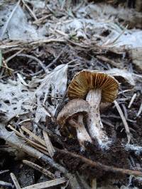 Inocybe lanuginosa image