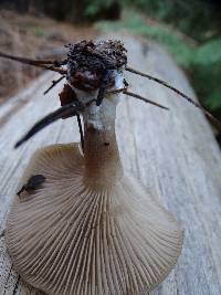 Clitocybe vibecina image